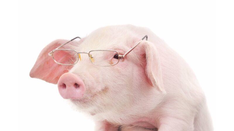 Hình ảnh con lợn đeo kính