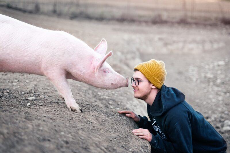Hình ảnh con lợn và cậu bé