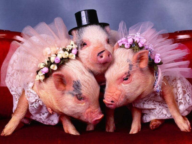 Hình ảnh con lợn mặc áo cưới