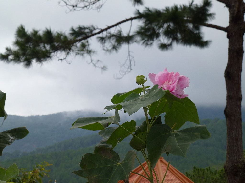 Nhành hoa Phù Dung nở đẹp