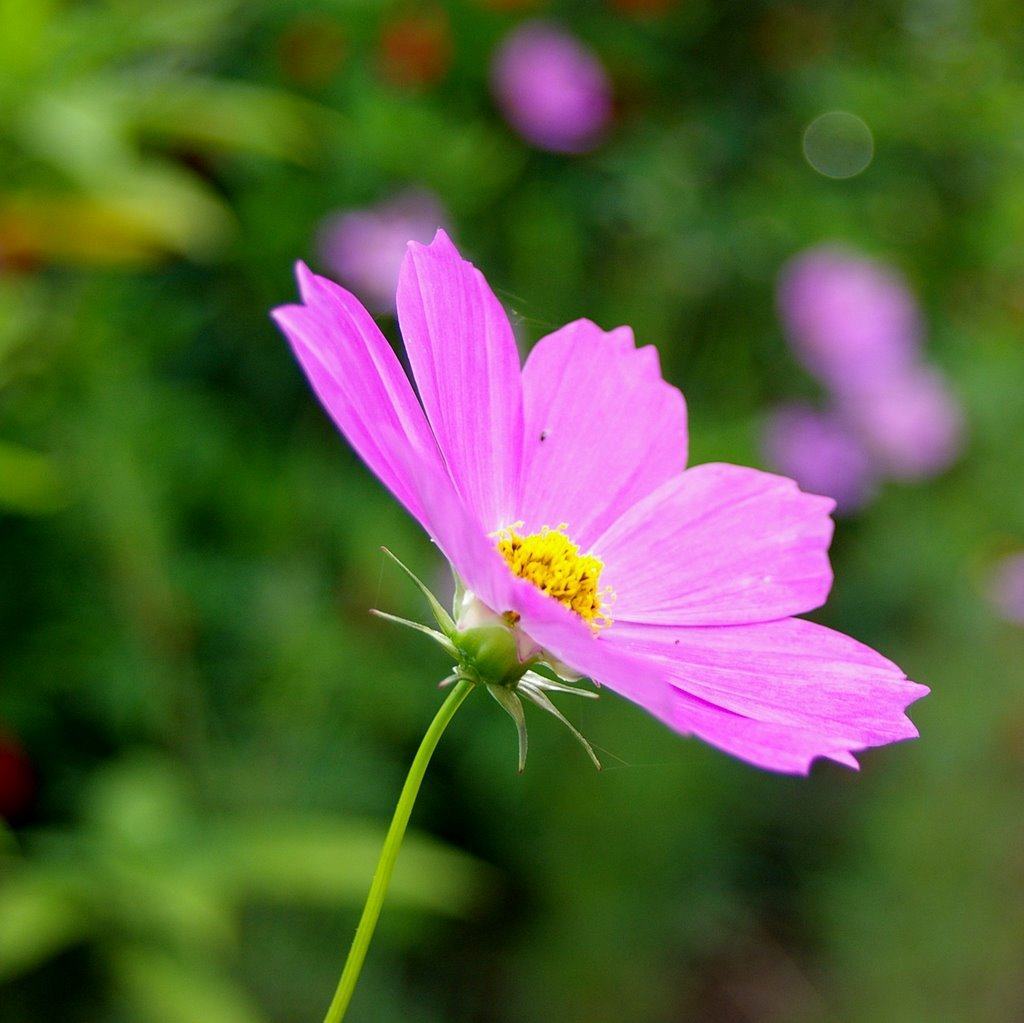 10 Hình Ảnh Đẹp Về Hoa Và Bướm Cực Yêu  Hoa và bướm luôn l  Flickr