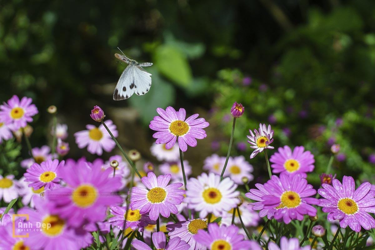 Hình ảnh hoa và bướm đẹp nhất Đà Lạt
