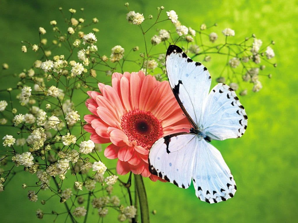 Hình ảnh hoa bướm Đà Lạt