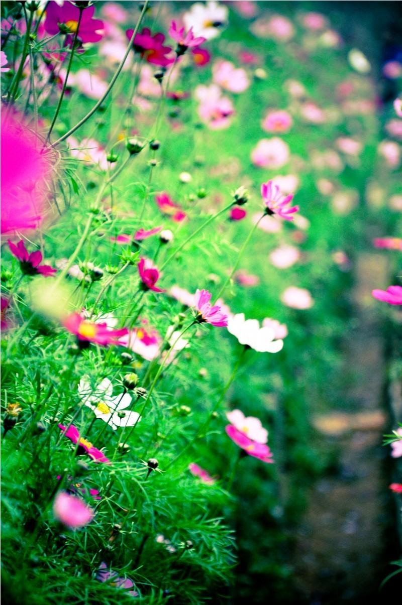 Hình ảnh hoa và bướm đẹp nhất