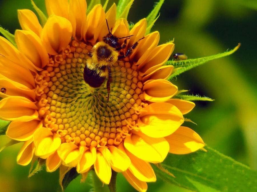 Hình ảnh đẹp về hoa hướng dương và con ong