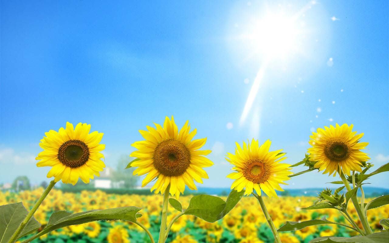 Hình ảnh hoa hướng dương và mặt trời