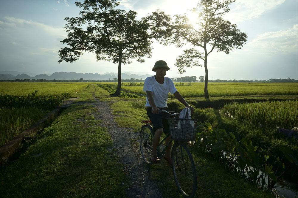 Hình ảnh cánh đồng lúa đẹp vào buổi chiều