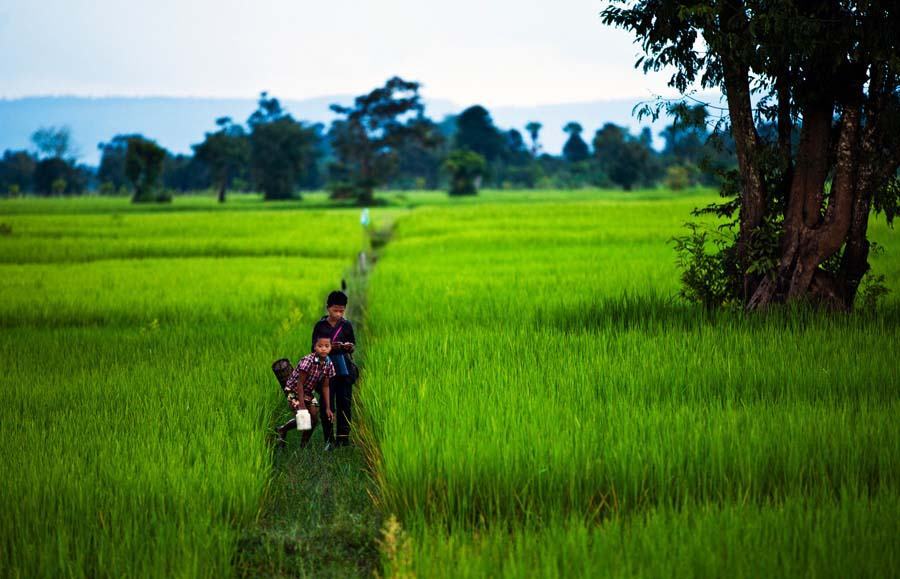 Hình ảnh cánh đồng lúa xanh