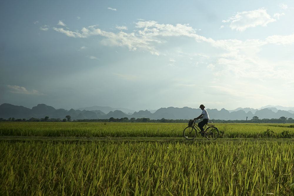 Ảnh đẹp về cánh đồng lúa