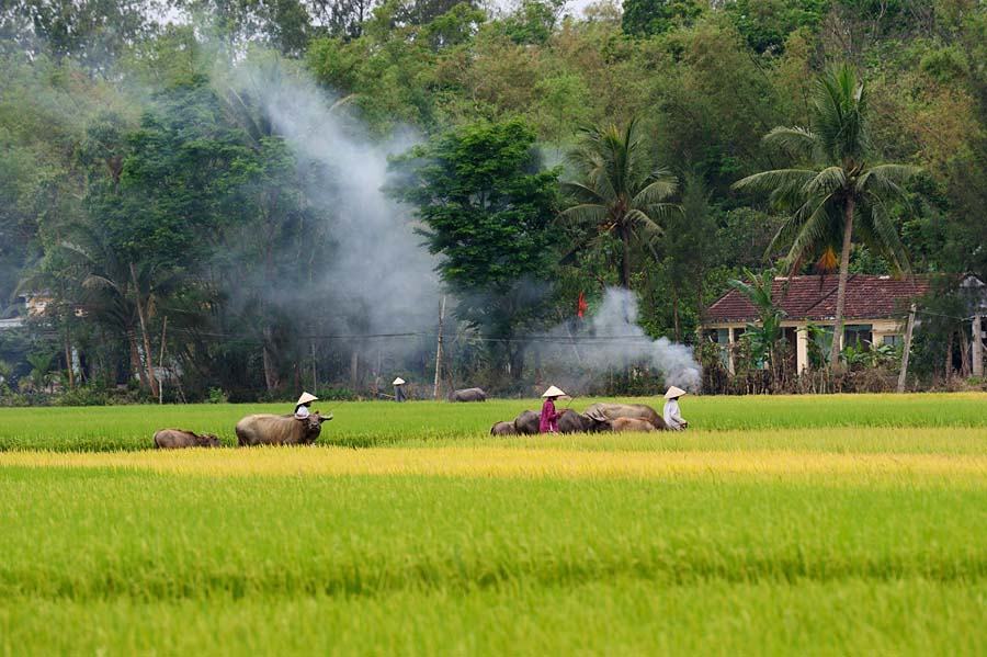 Hình ảnh cánh đồng lúa miền tây