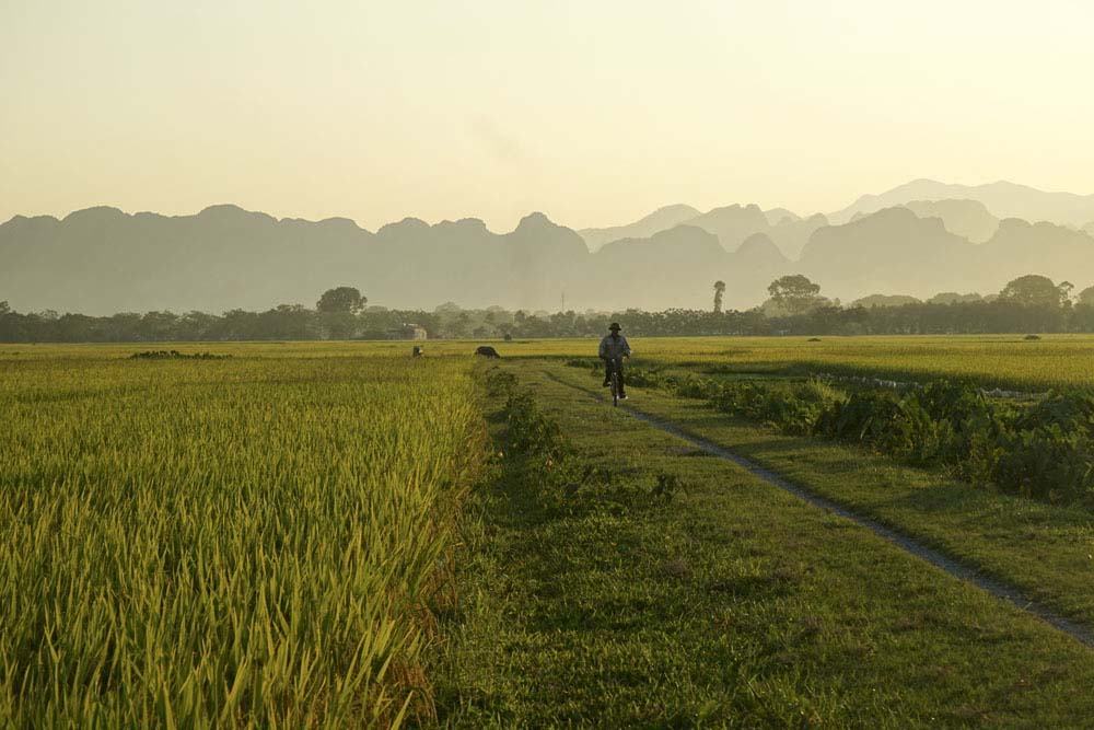 Hình ảnh đẹp cánh đồng lúa chín vào buổi chiều