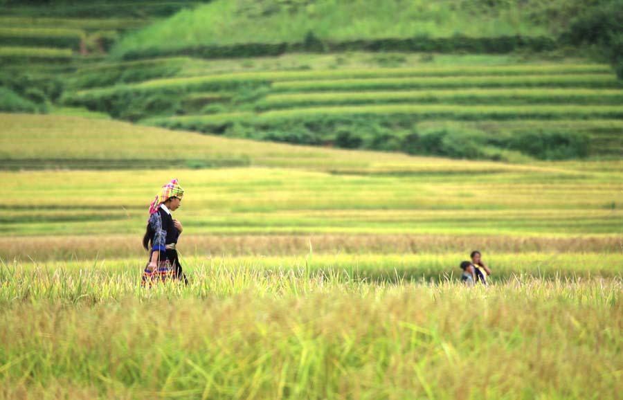 Hình ảnh cánh đồng lúa