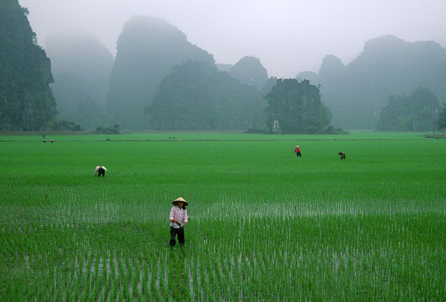 Hình ảnh đẹp cánh đồng lúa vào buổi sáng sớm