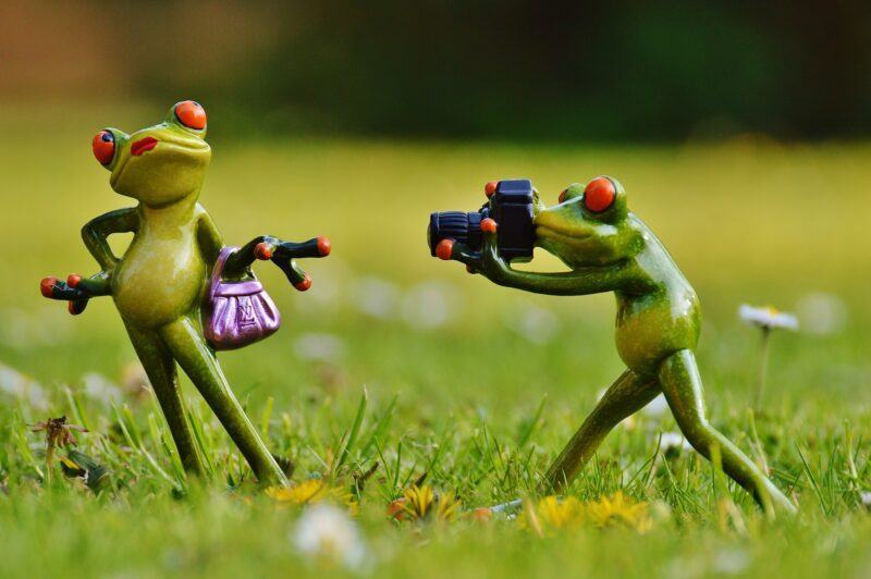 Hình nền vui nhộn để chụp ảnh những chú ếch