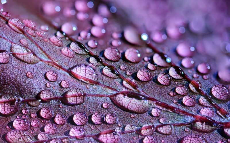 Hình ảnh giọt nước trên lá màu tím