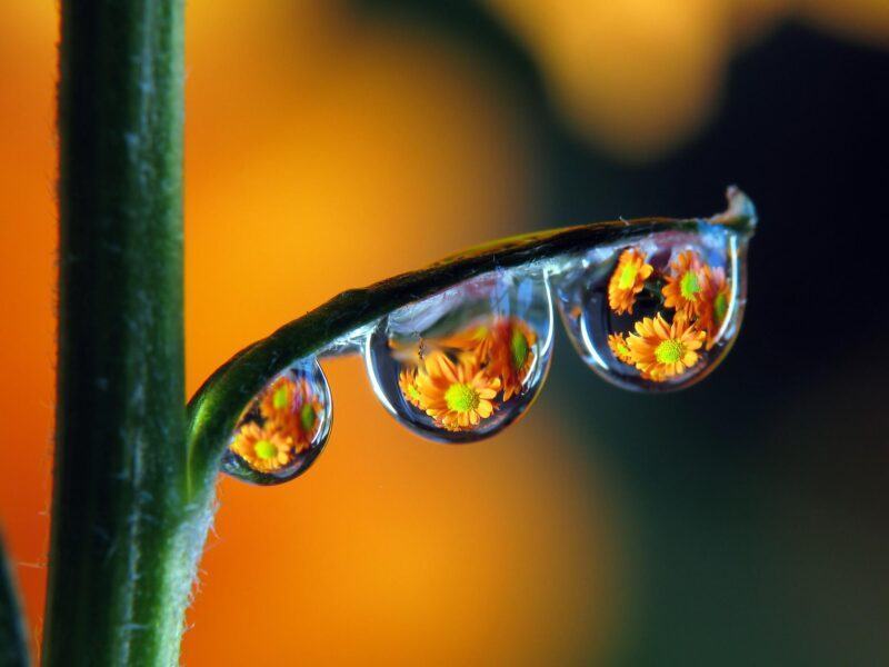 Hình ảnh giọt nước phản chiếu bông hoa vàng
