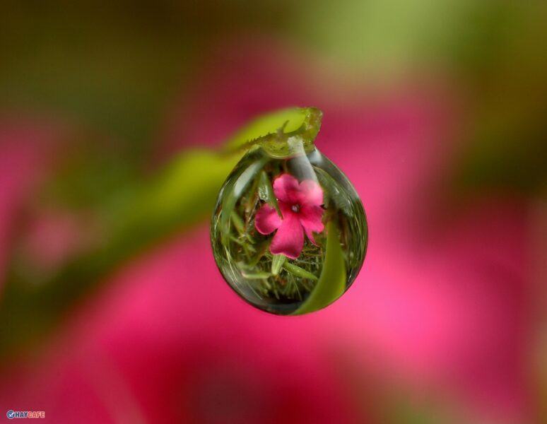 Hình ảnh giọt nước long lanh phản chiếu bông hoa