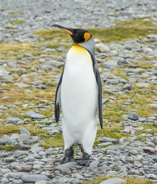 chú chim cánh cụt siêu đáng yêu