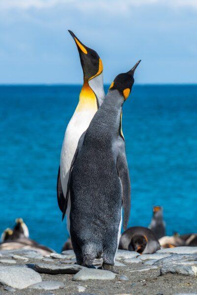 Hình ảnh chim cánh cụt đôi