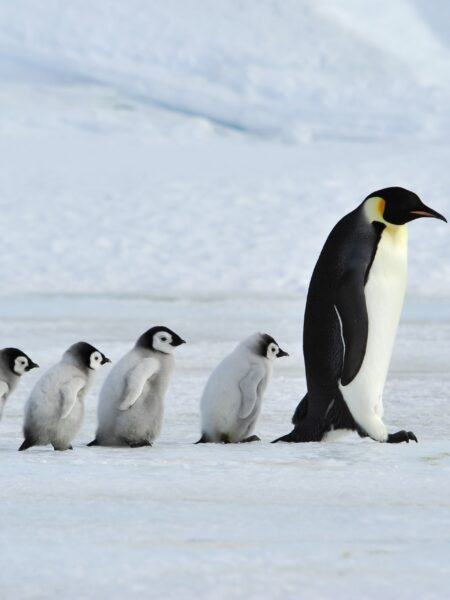 Hình ảnh chim cánh cụt với con của chúng