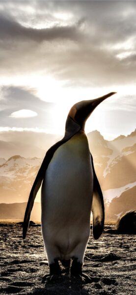 Hình ảnh chim cánh cụt trong hoàng hôn
