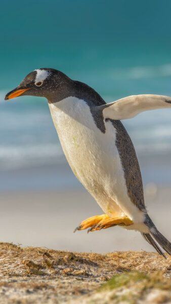 Bước hình ảnh chim cánh cụt