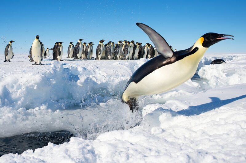 Hình ảnh sắc nét nhất của chim cánh cụt
