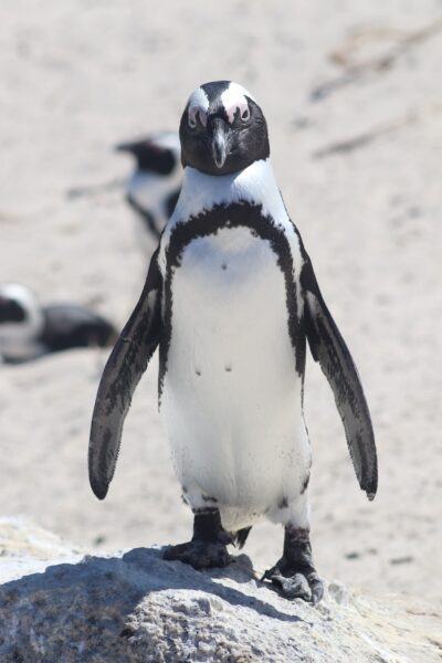 Hình ảnh sắc nét của chim cánh cụt