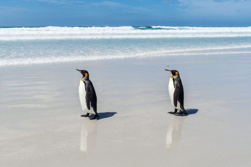 Hình ảnh chim cánh cụt trên bãi biển