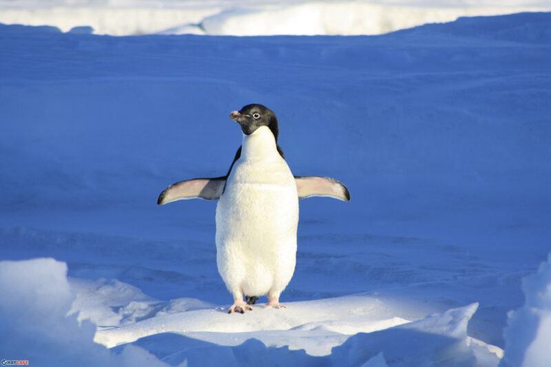 hình ảnh chim cánh cụt