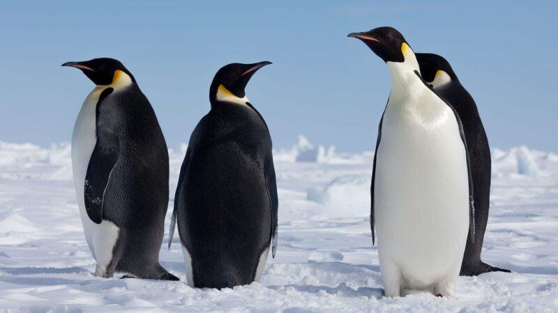 Những hình ảnh đẹp nhất về chim cánh cụt