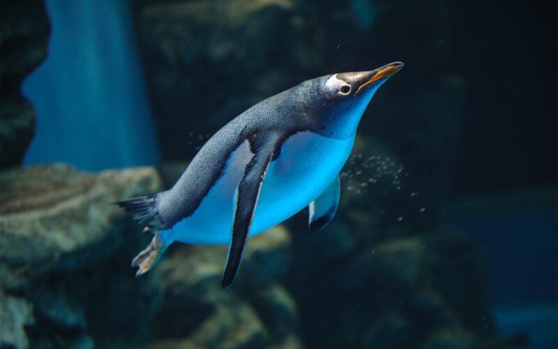 Hình ảnh chim cánh cụt đang bơi