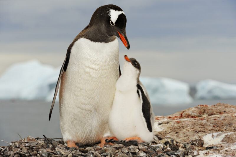 Chim cánh cụt mẹ với gà con;  Nam Cực.