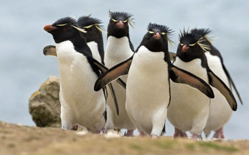 Hình ảnh chim cánh cụt đẹp nhất