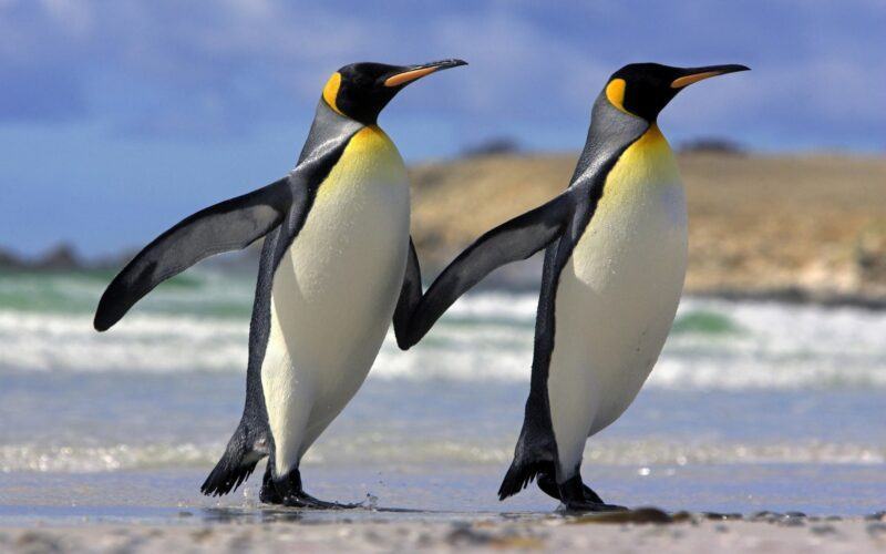 Hình ảnh chim cánh cụt đồng hành cùng bạn