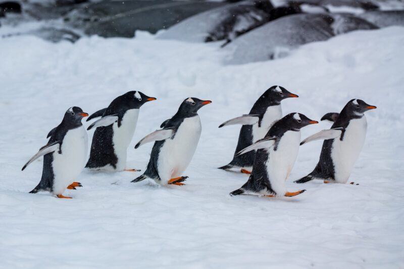 Hình ảnh chim cánh cụt đi trên tuyết