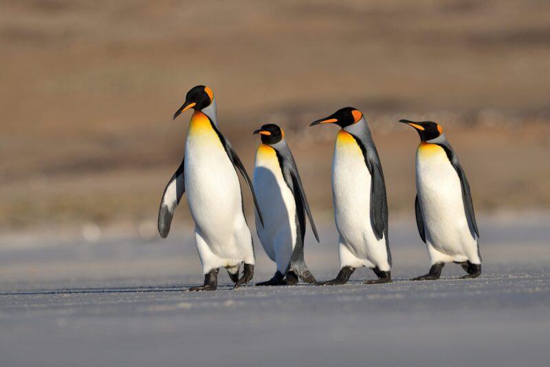 Hình ảnh chim cánh cụt đi bộ