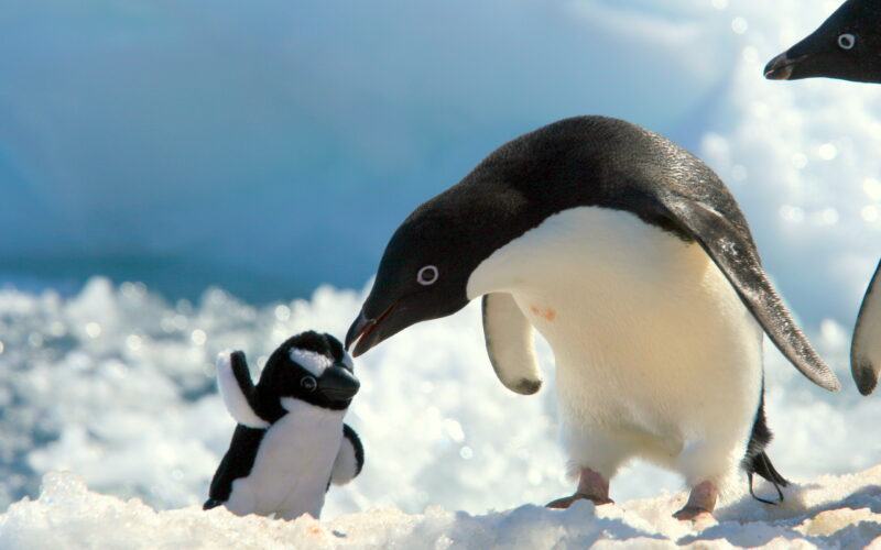 Hình ảnh chim cánh cụt mẹ và chim cánh cụt con