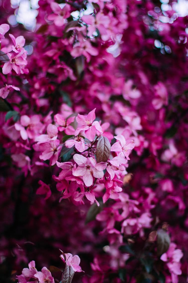 Hình nền hoa đẹp cho iPhone