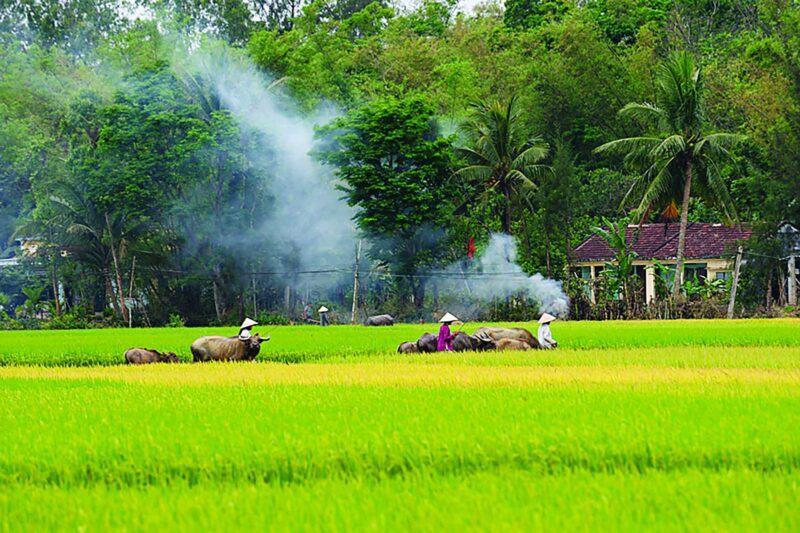 Hình ảnh làng quê Việt Nam