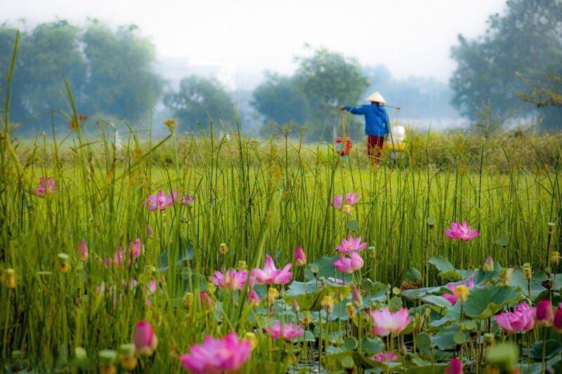 Hình ảnh làng quê Việt Nam bên đầm sen