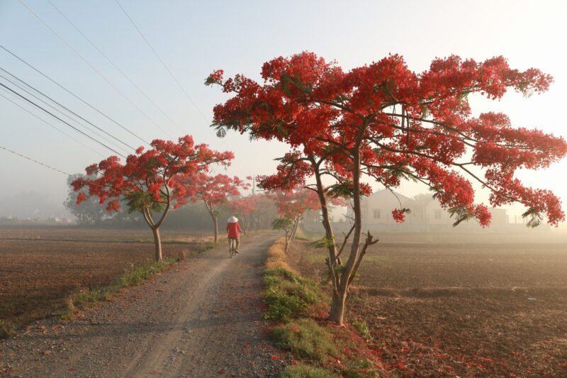 Hình ảnh đẹp về làng quê Việt Nam với hoa phượng đỏ