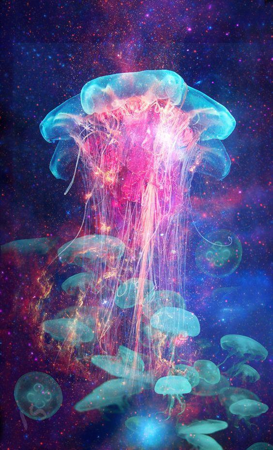 Ảnh sứa rất đẹp