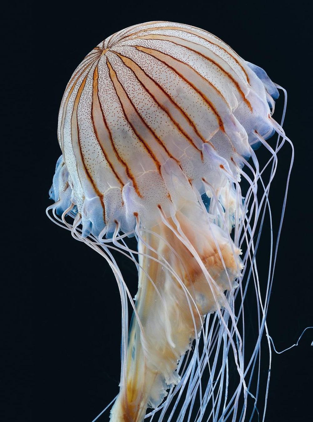 Ảnh sứa đẹp và độc đáo
