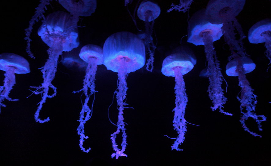 Hình ảnh sứa tím
