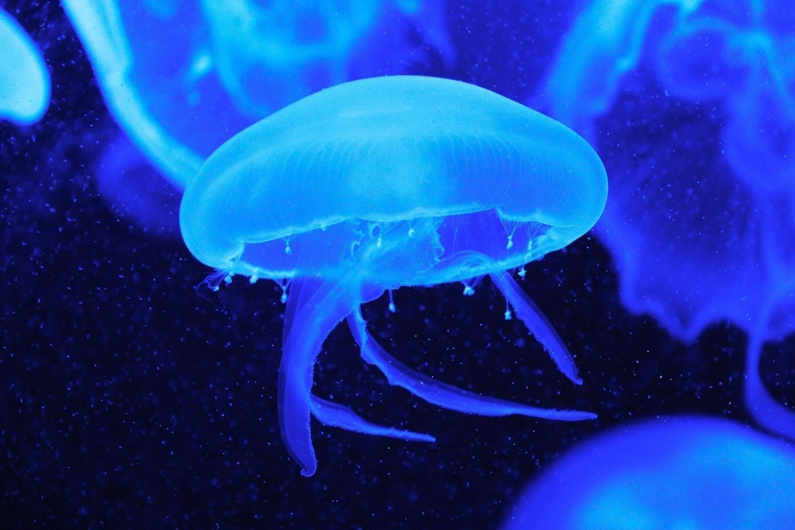 ảnh sứa xanh