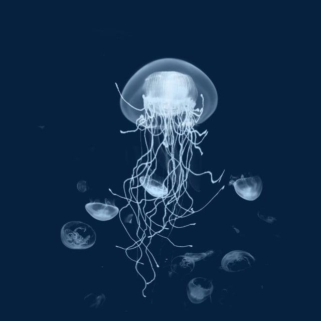 Hình ảnh con sứa đẹp