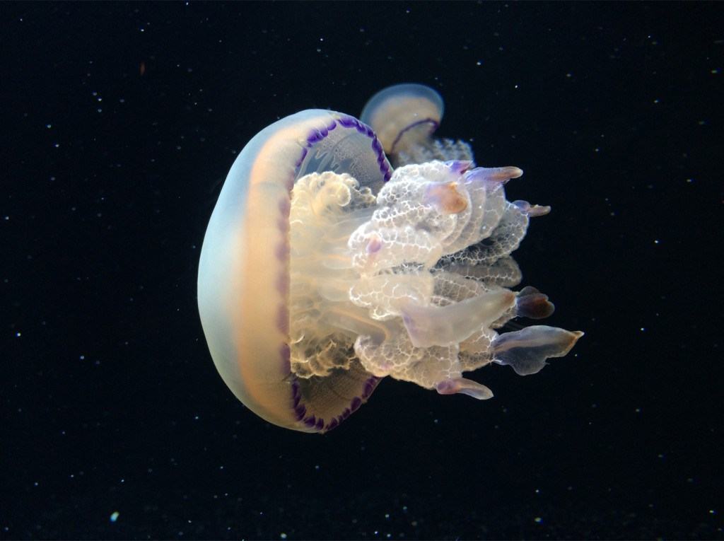 Hình ảnh con sứa biển
