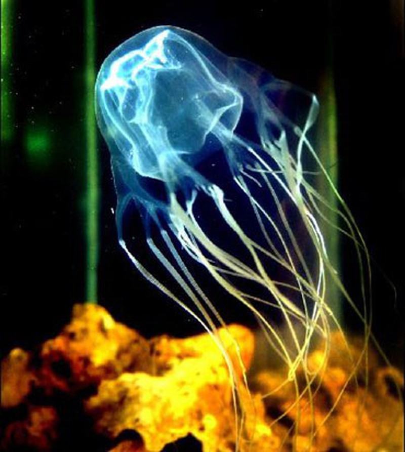 Hình ảnh sứa hộp nhỏ