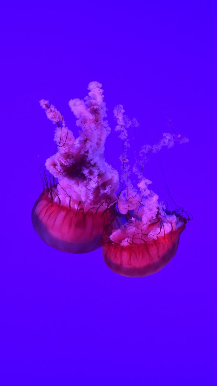 Hình ảnh sứa đỏ